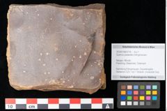 Foto (Objekt + Etikett) von Quercus palaeoilex Ettingshausen (NHMW-GEO-2024-0188-0778)